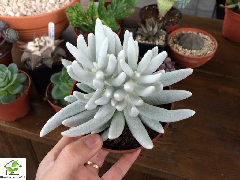 Senecio haworthii