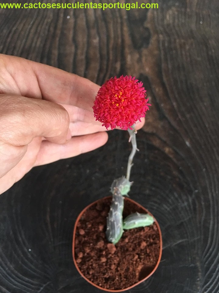 Senecio pendulus