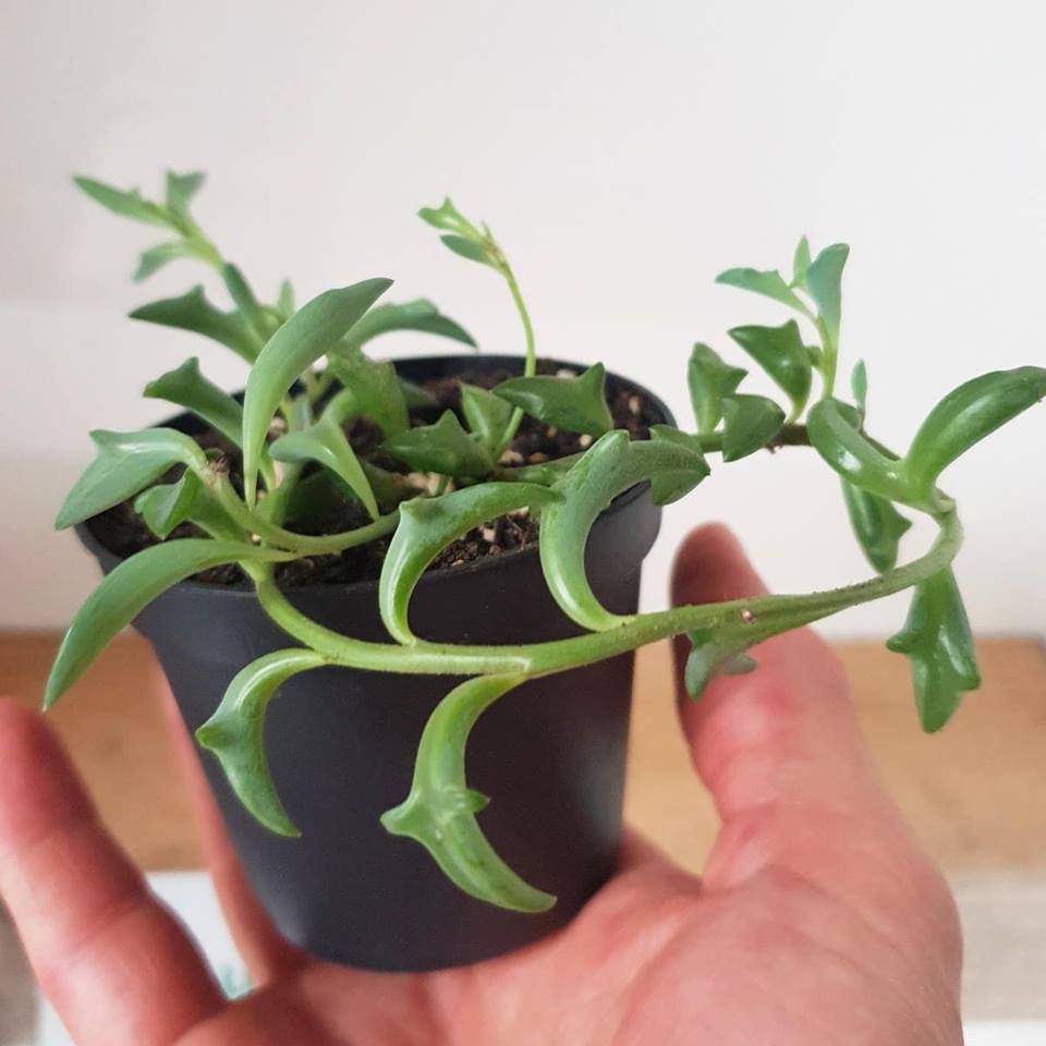 Senecio peregrinus (Colar de Golfinho)