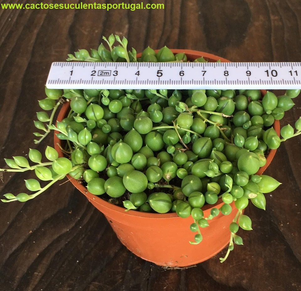 Senecio rowleyanus