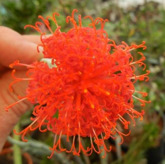 Senecio stapeliiformis