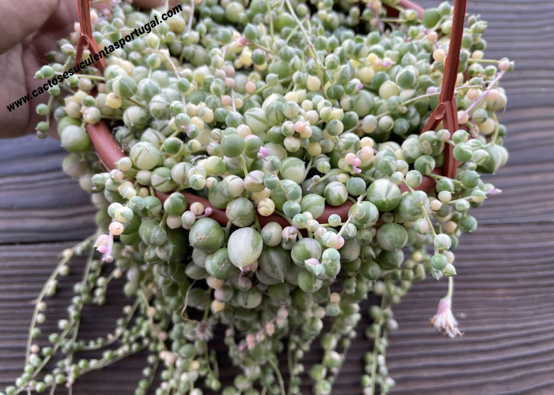 Senecio rowleyanus variegated