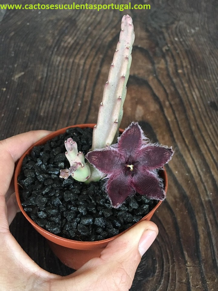 Stapelia asterias