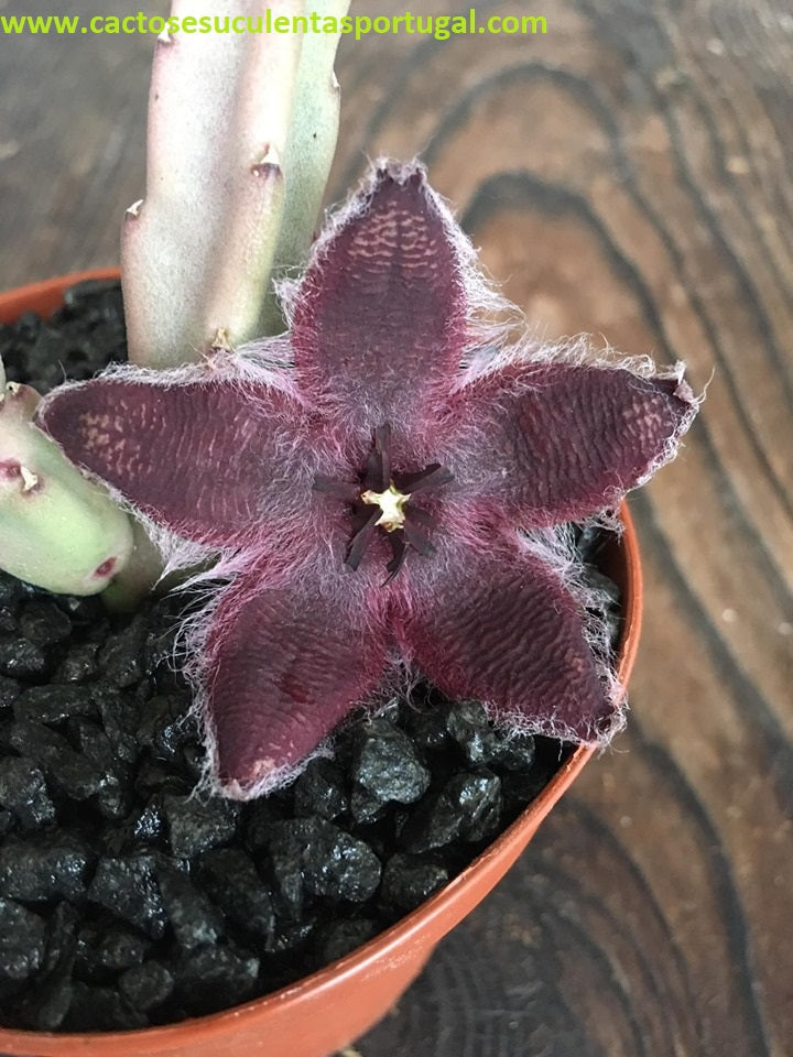 Stapelia asterias