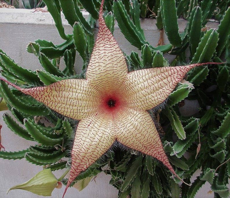 Stapelia gigantea pallida