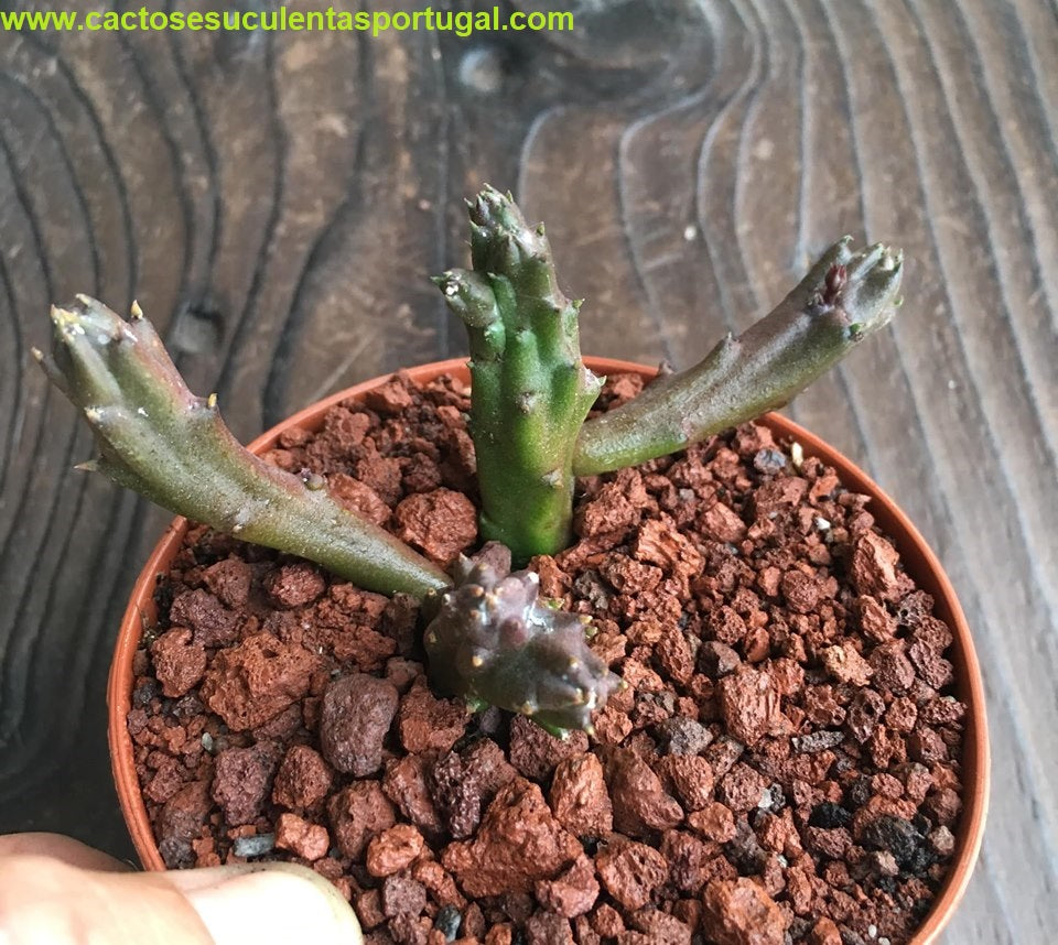 Stapelia schinzii var. angolensis