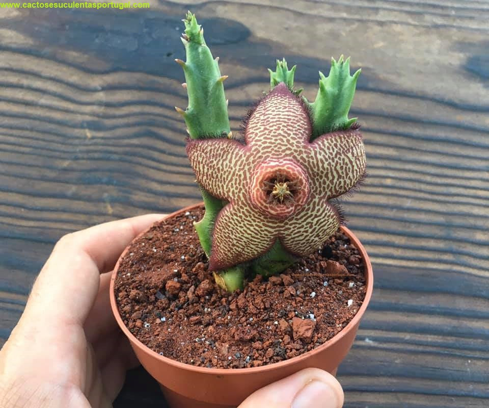 Stapelia mutabilis