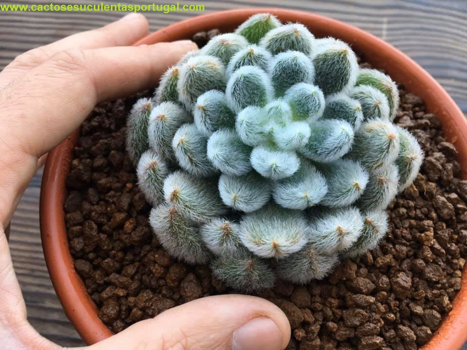 Echeveria Setosa 'Tarantula'