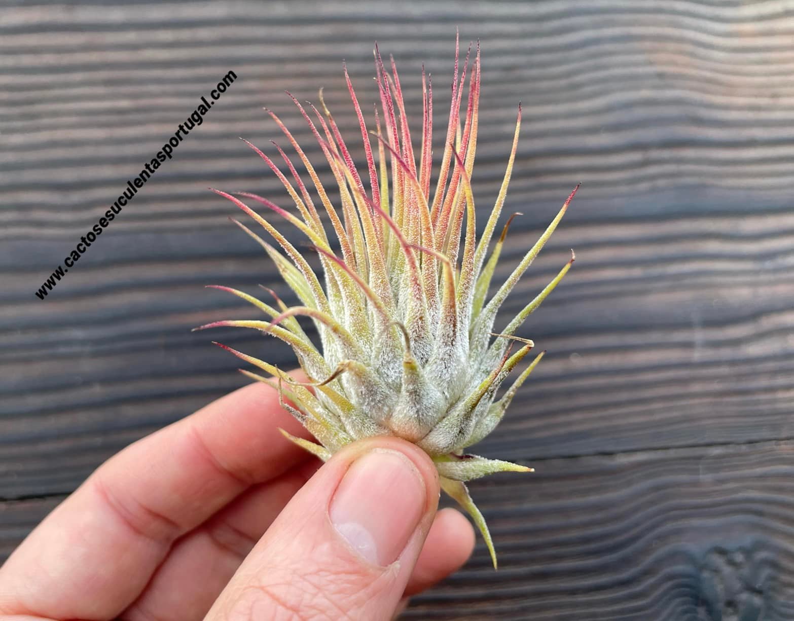 Tillandsia ionantha rubra