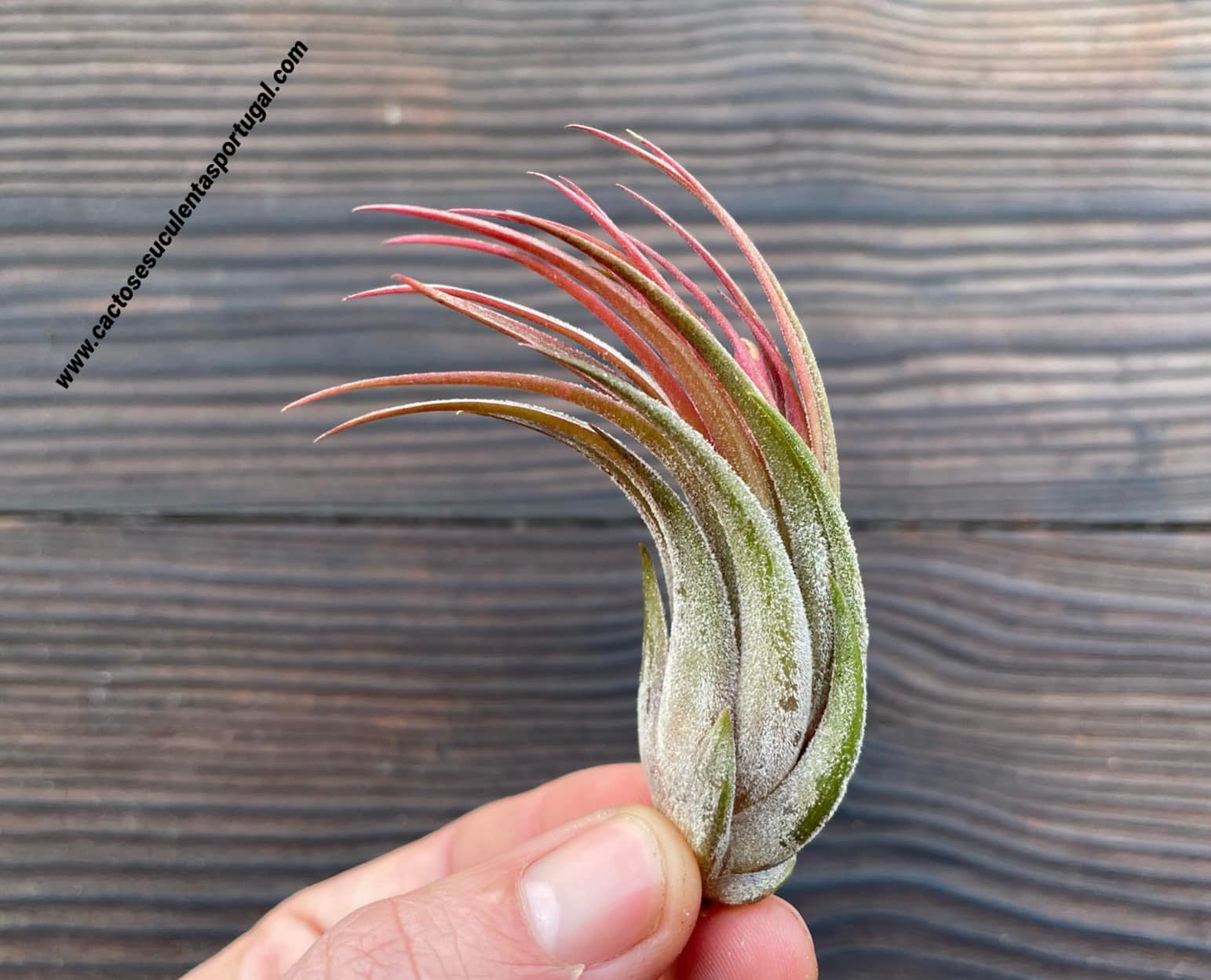 Tillandsia ionantha var. scaposa