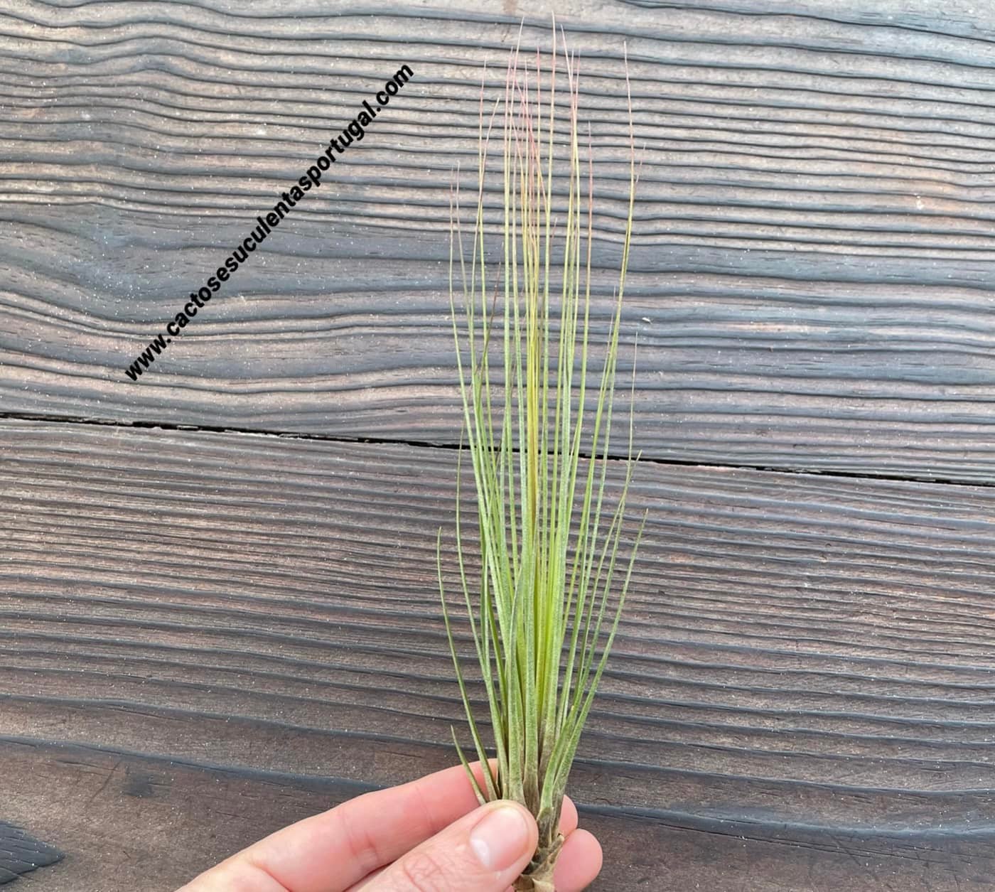Tillandsia juncifolia