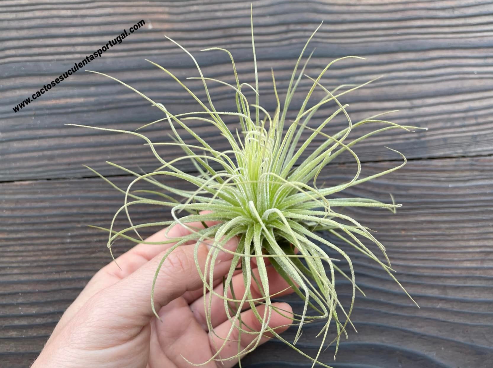 Tillandsia magnusiana