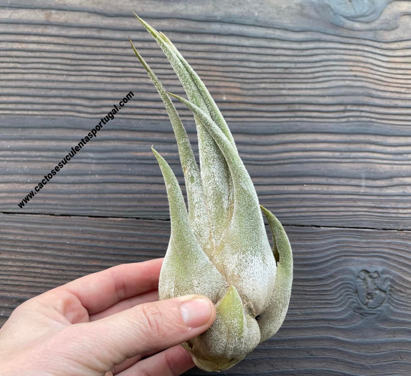 Tillandsia seleriana