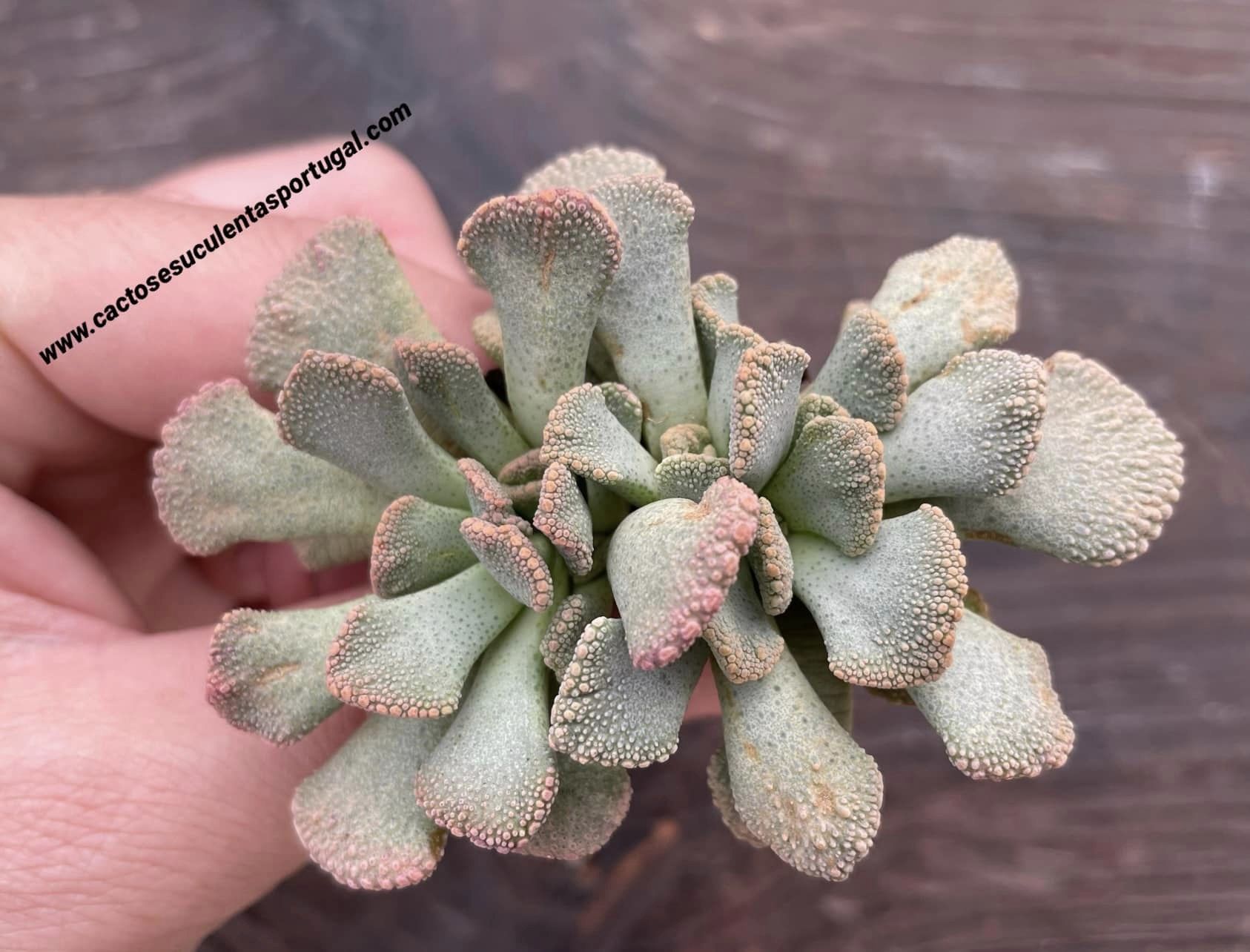 Titanopsis fulleri