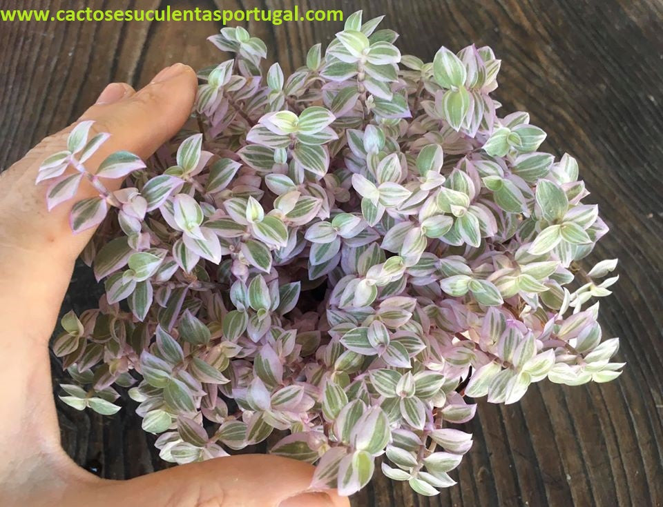 Tradescantia Minima Callisia Repens "pink panther"