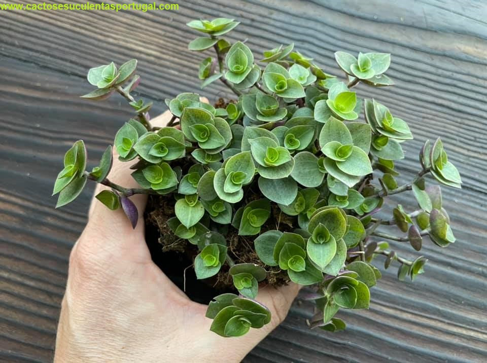Tradescantia callisia repens