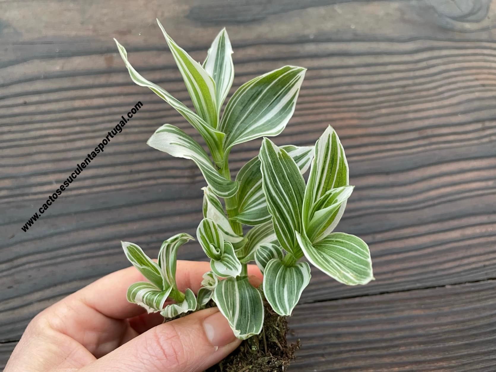 Tradescantia fluminensis form. variegata