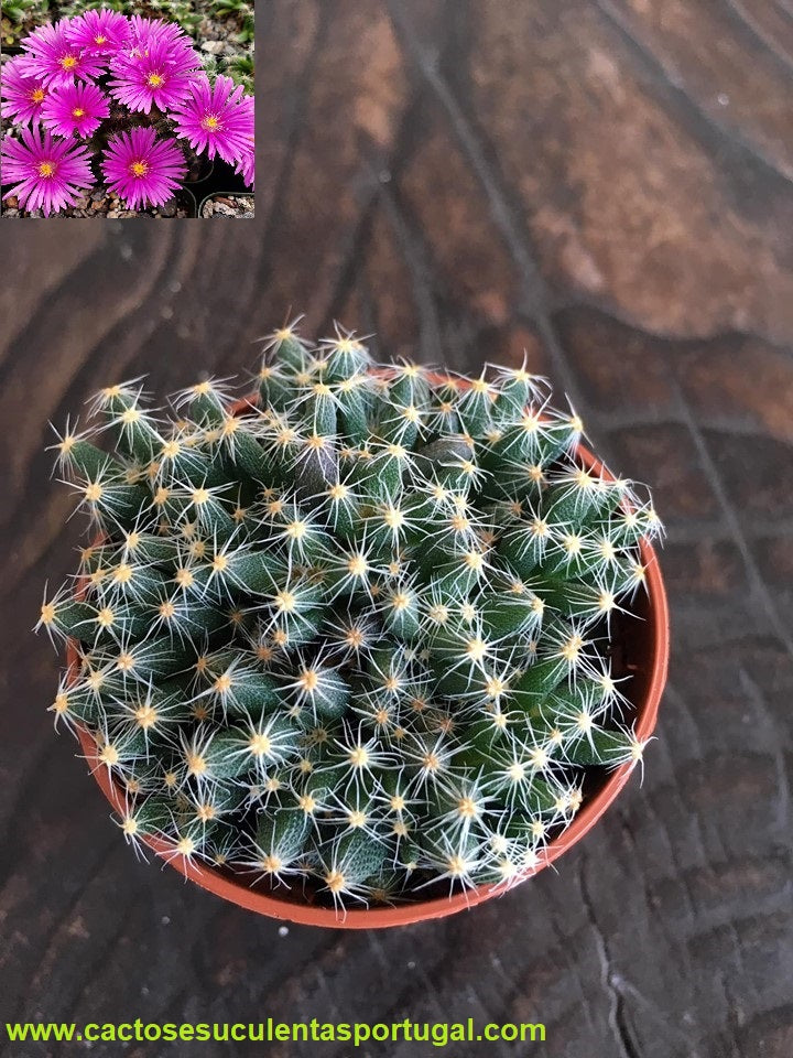 Trichodiadema densum