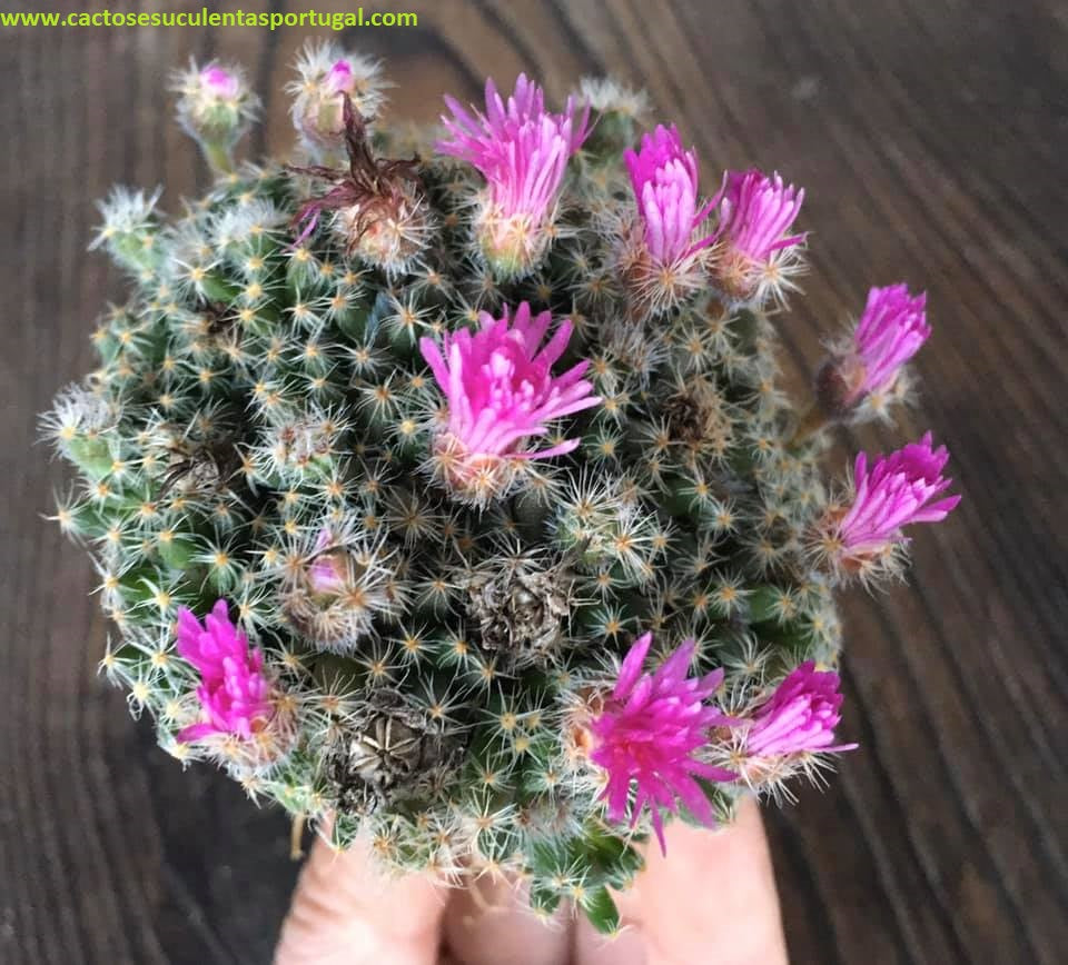 Trichodiadema Densum form. caudex