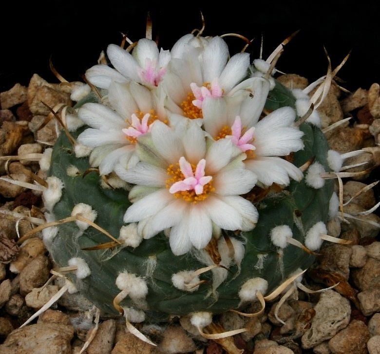 Turbinicarpus polaskii