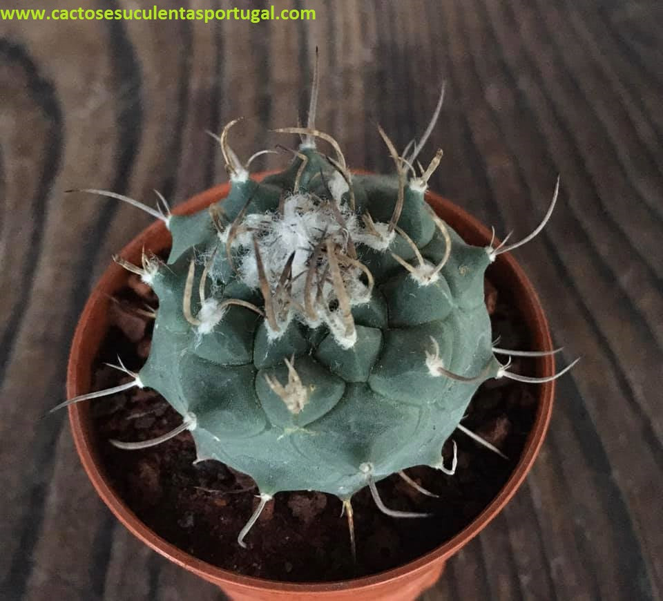 Turbinicarpus polaskii