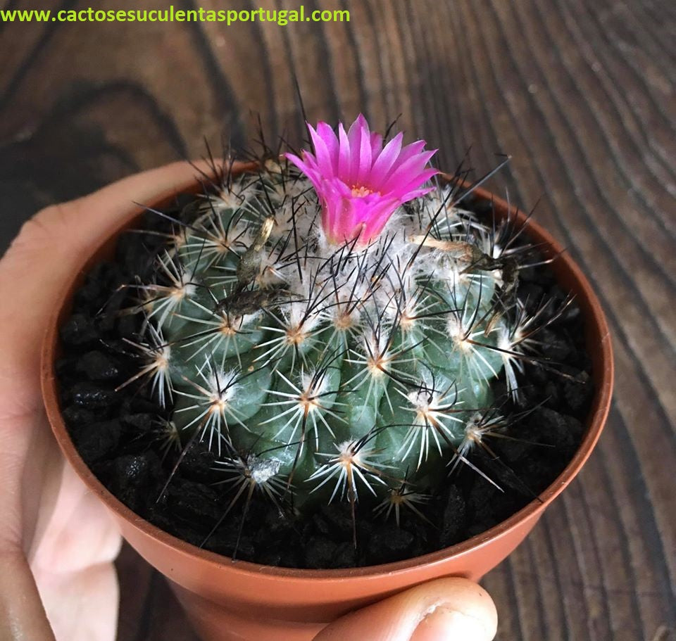 Turbinicarpus roseiflorus