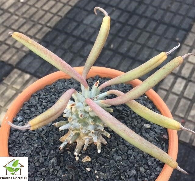 Tylecodon Wallichii