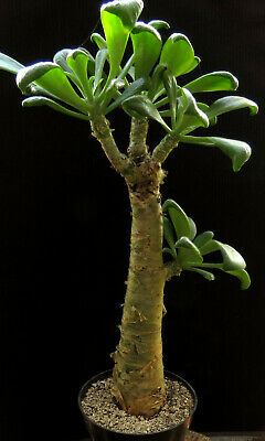 Tylecodon Paniculatus