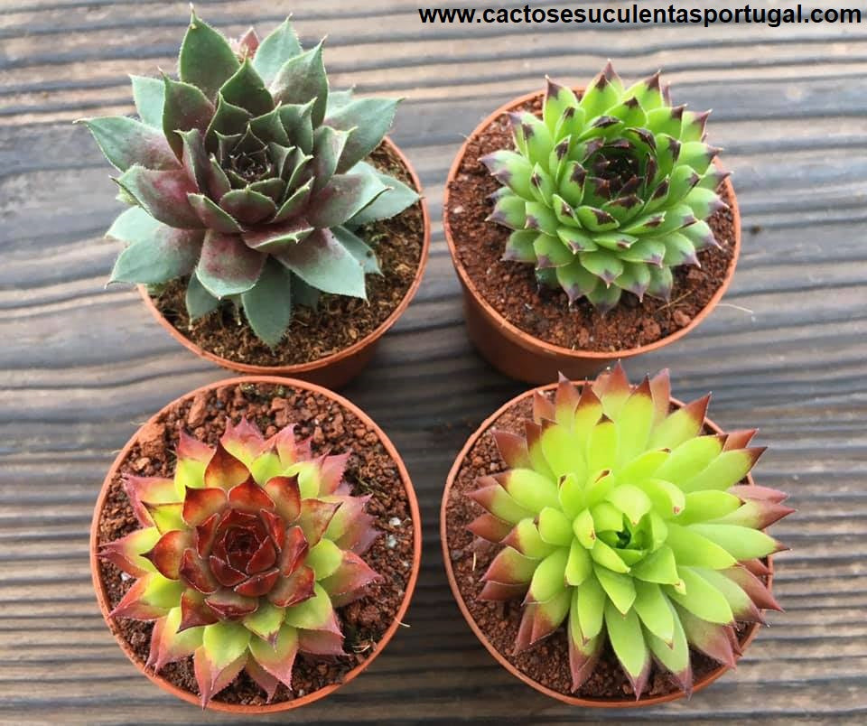 Sempervivums