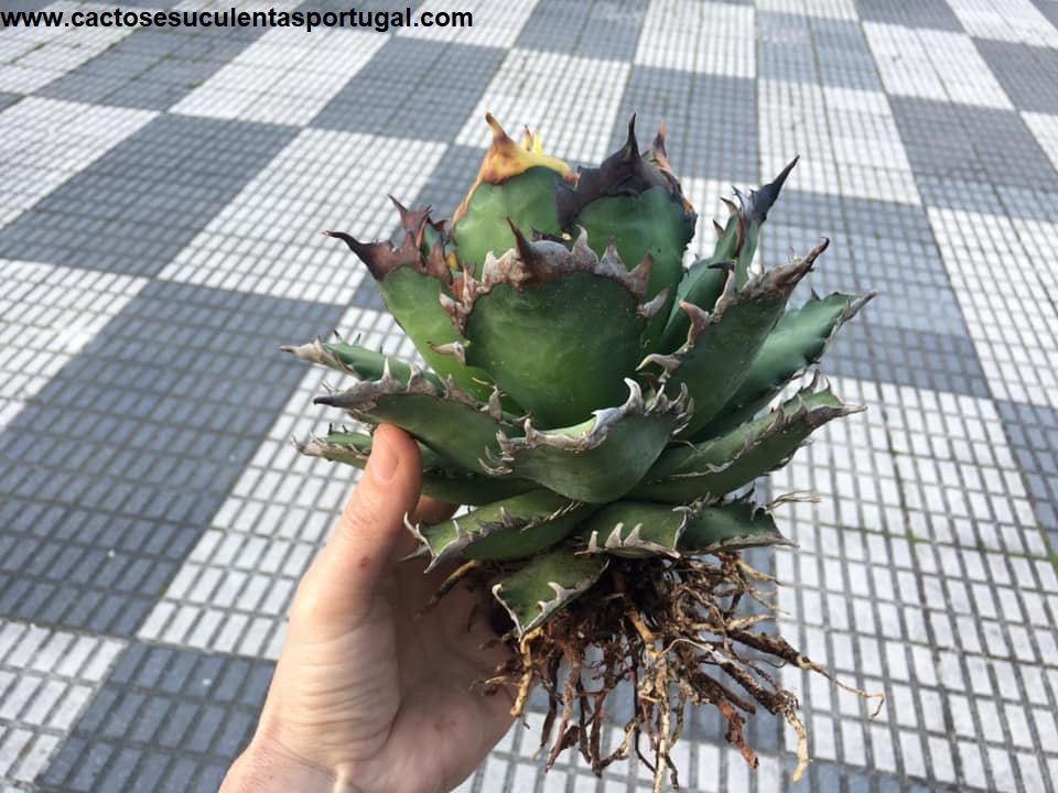 Agave Titanota Filigree