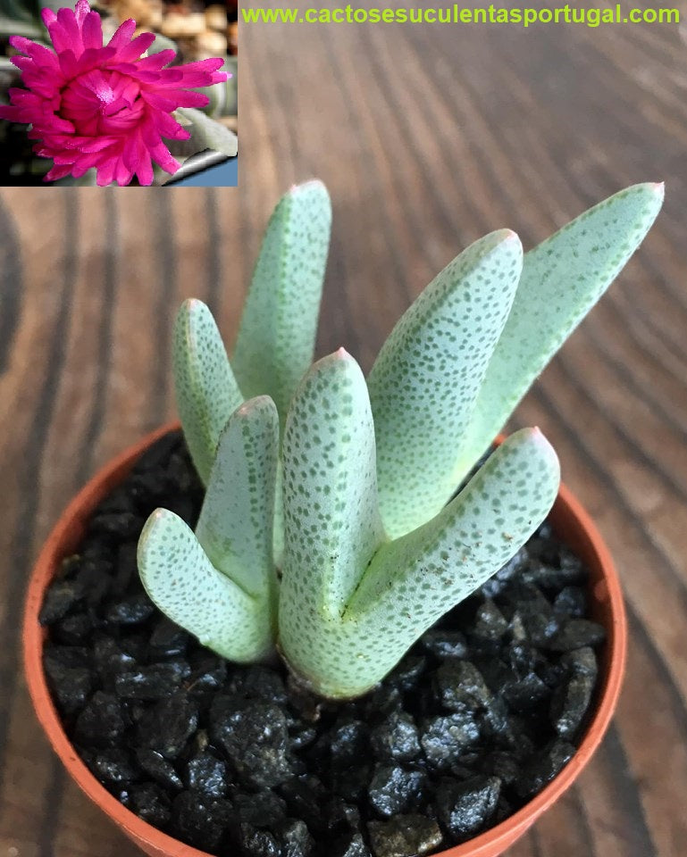 Cheiridopsis purpurea Karrachab