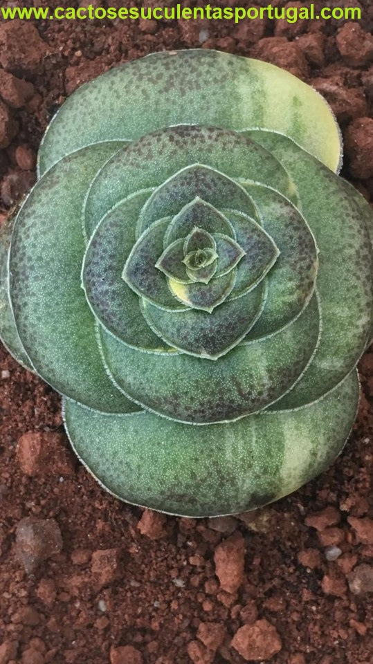 Crassula hemisphaerica variegated form.