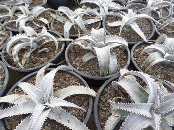 Dyckia marnier lapostollei