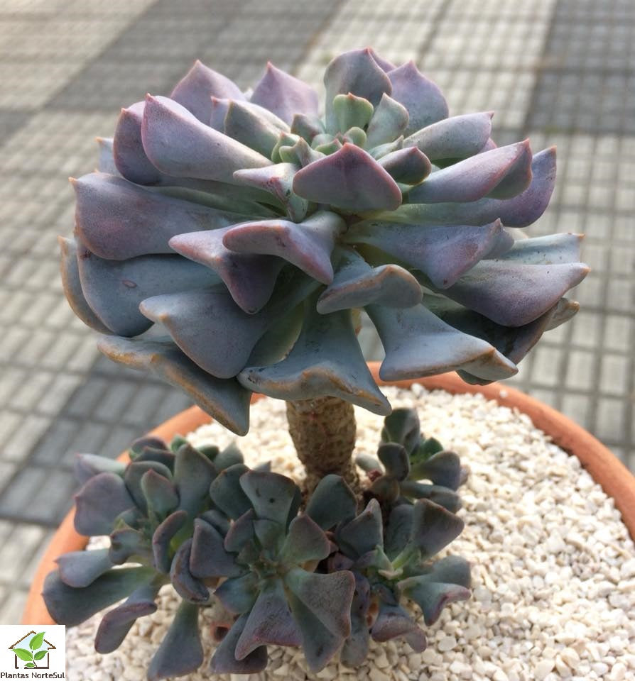 Echeveria cubic frost