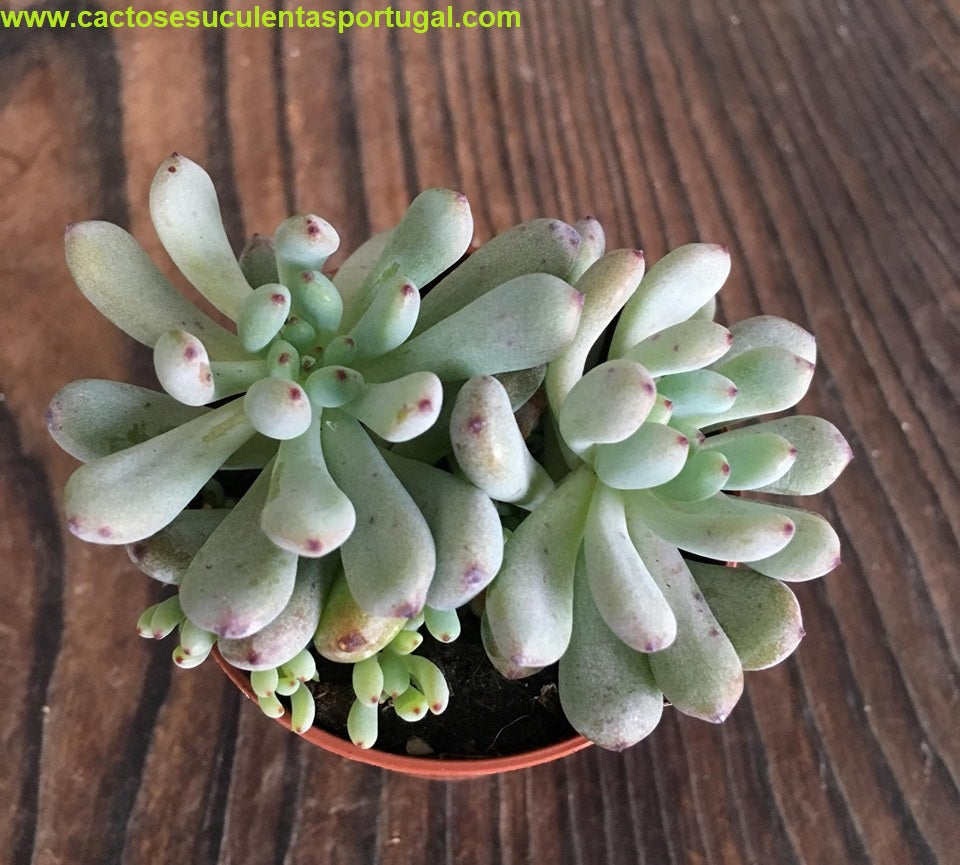 Graptopetalum pachyphyllum (Bluebean)