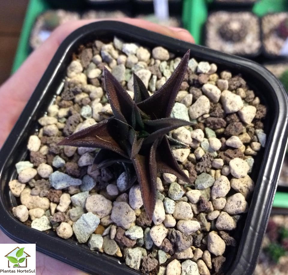 Haworthia nigra