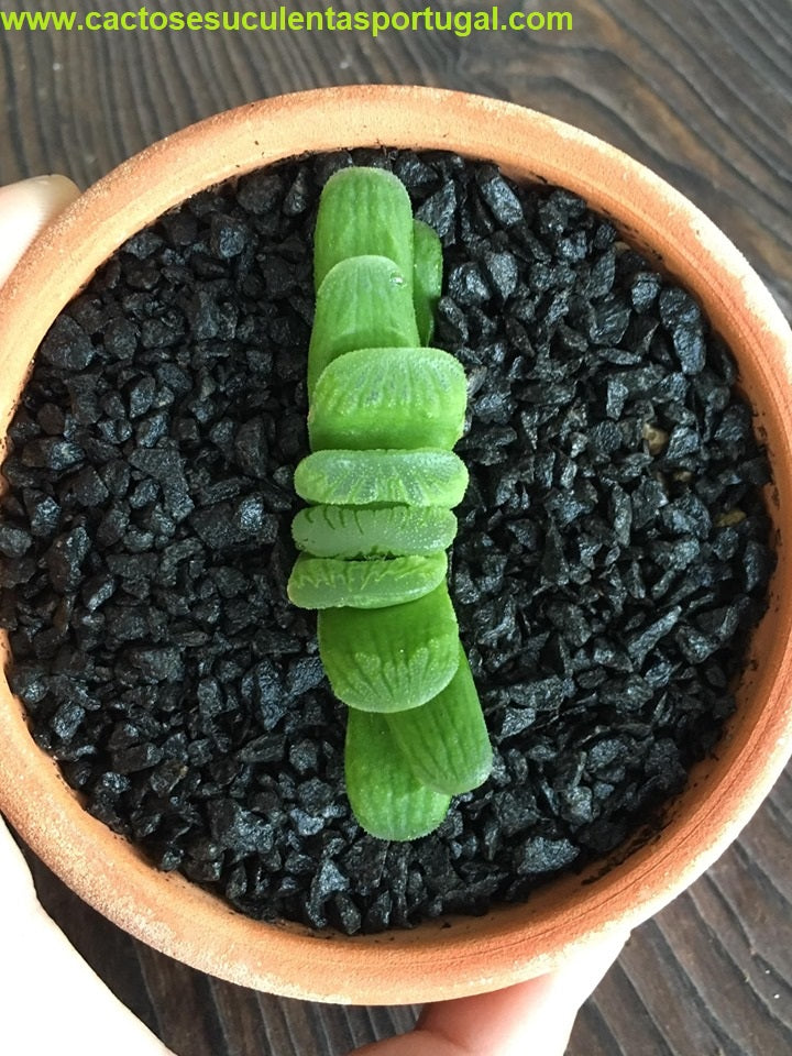 Haworthia truncata 'Lime Green'