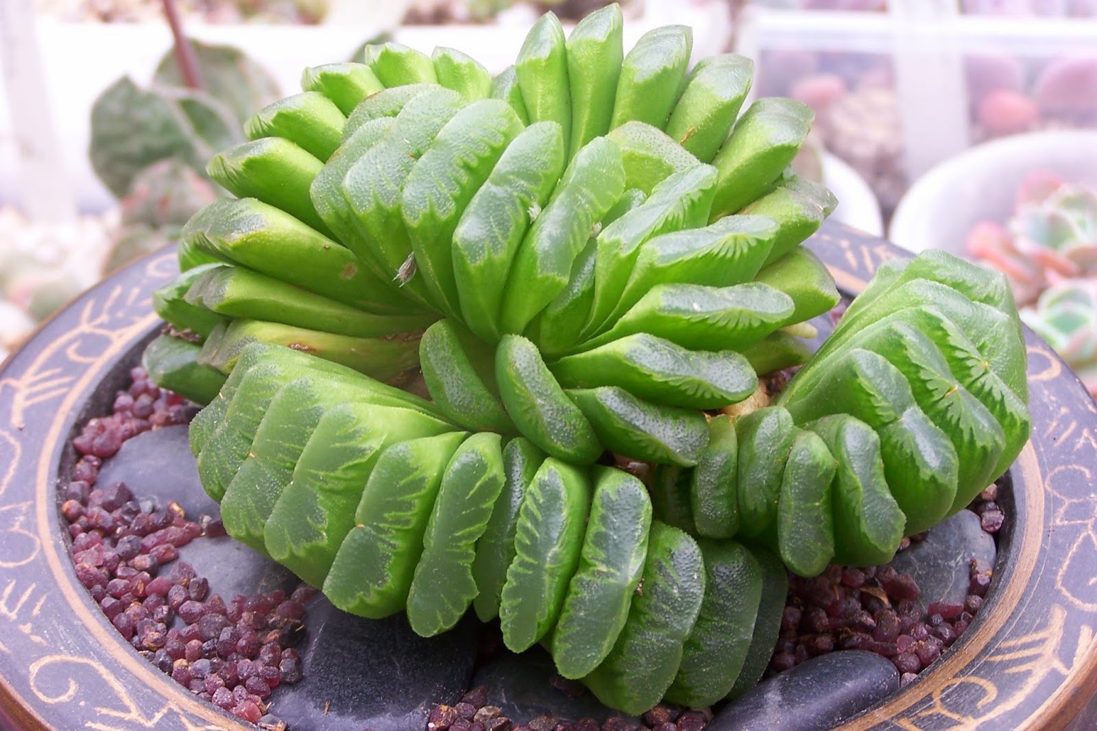 Haworthia truncata 'Lime Green'