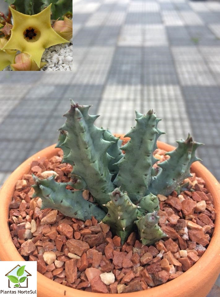 Huernia thuretii var. primulina