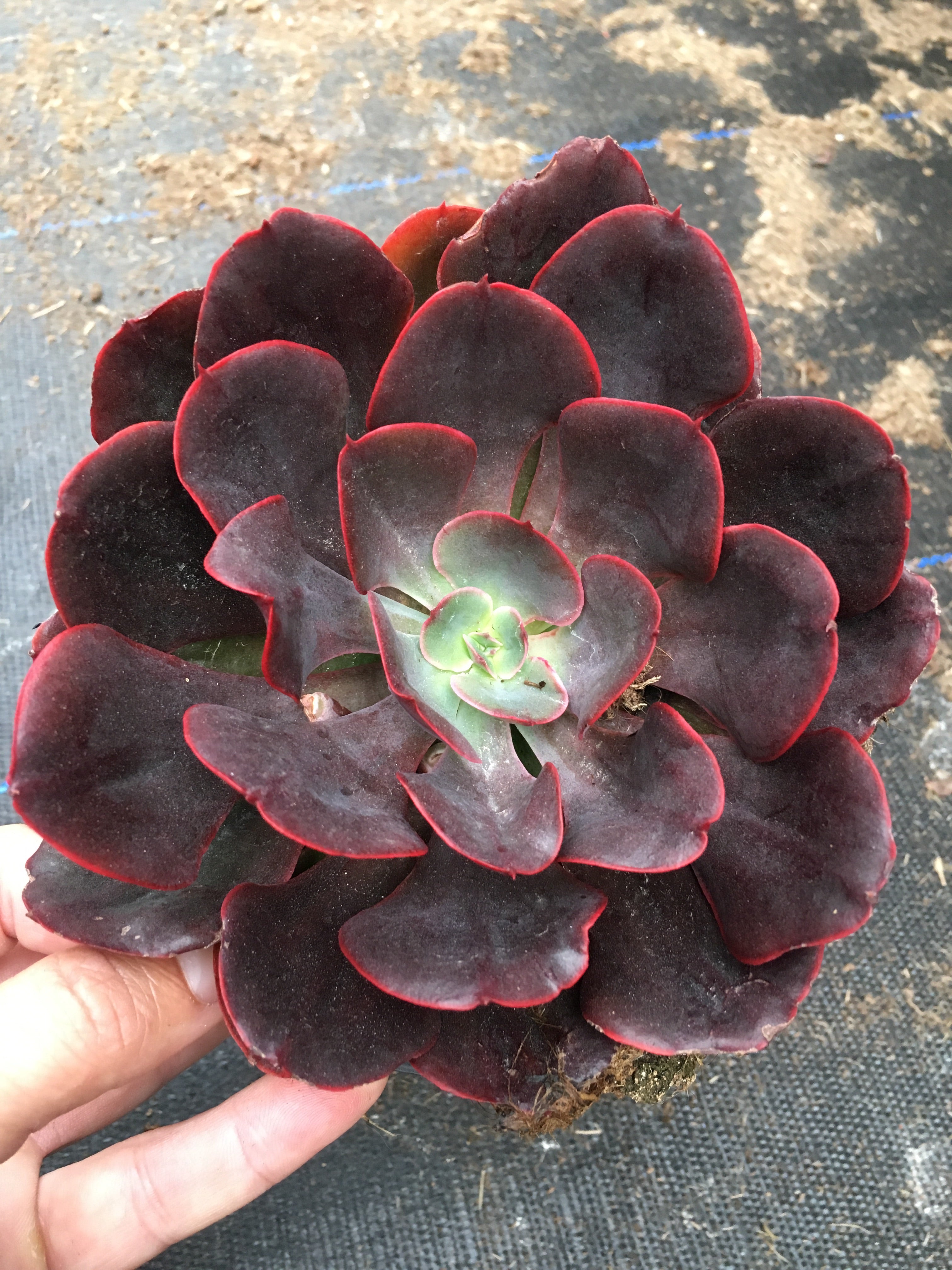 Echeveria bemalte Rüschen