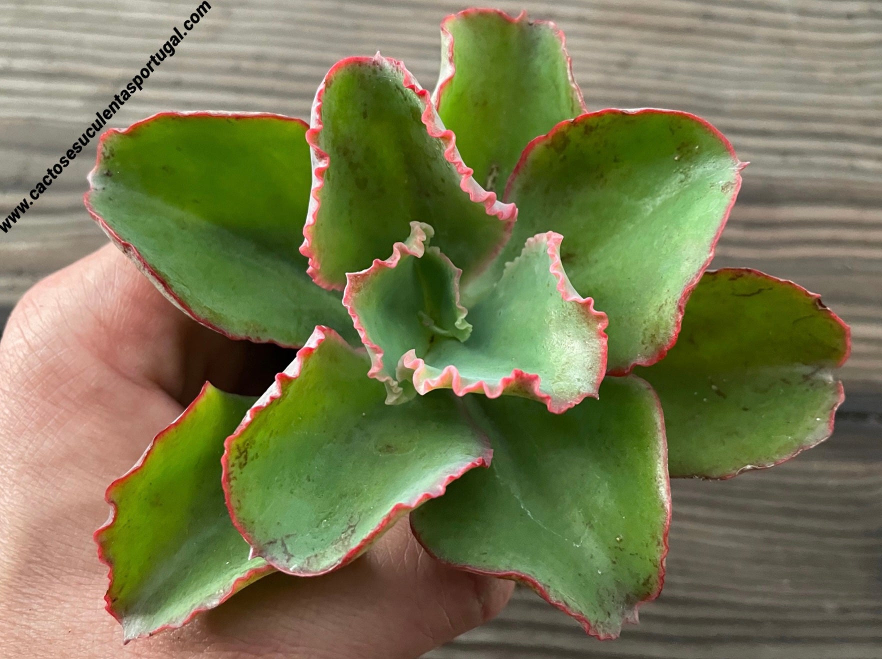 Echeveria ‘Dicks Pink’