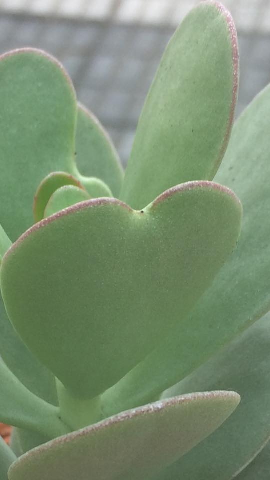 kalanchoe Farinacea