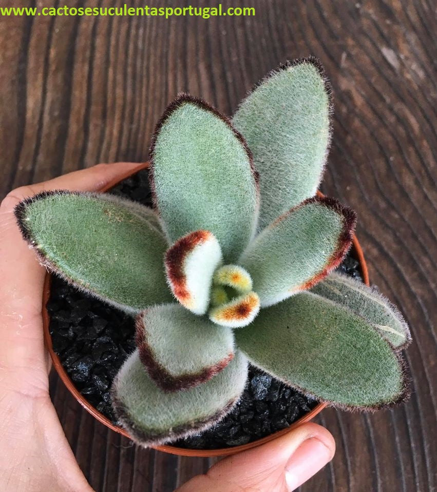Kalanchoe tomentosa 'Daruma'