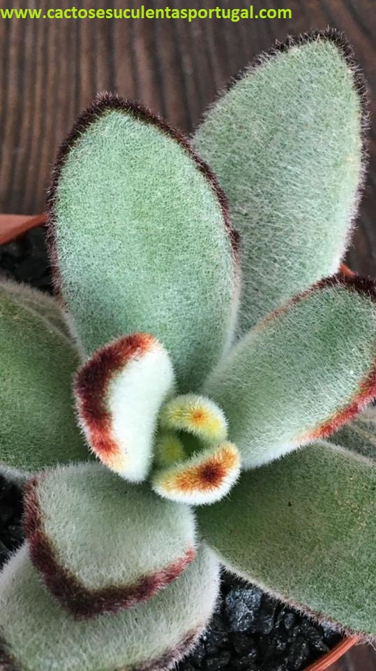 Kalanchoe tomentosa 'Daruma'