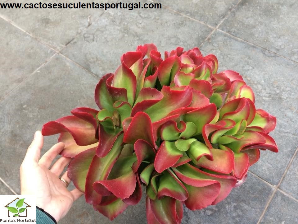 Kalanchoe vivien