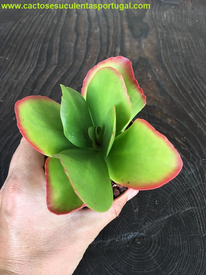 Kalanchoe vivien
