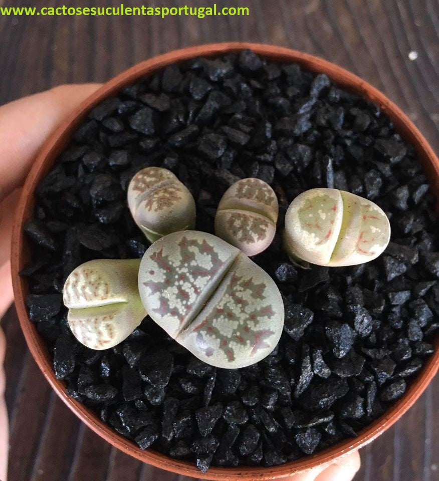 Lithops Dorotheae