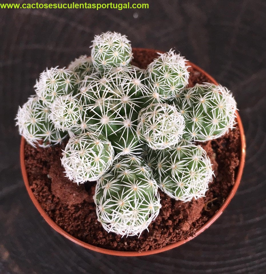 Mammillaria gracilis fragilis
