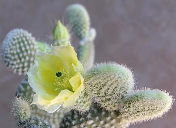 Opuntia microdasys var. Albispina