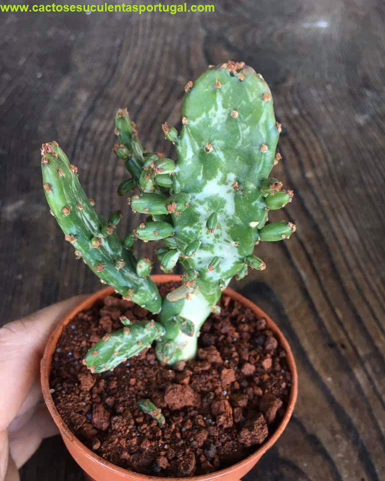 Opuntia Monacantha Variegata